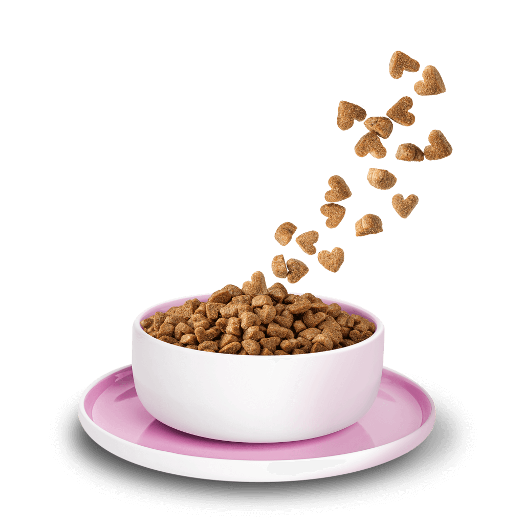 KITTY Cat Huhn Kitten – Bild 2